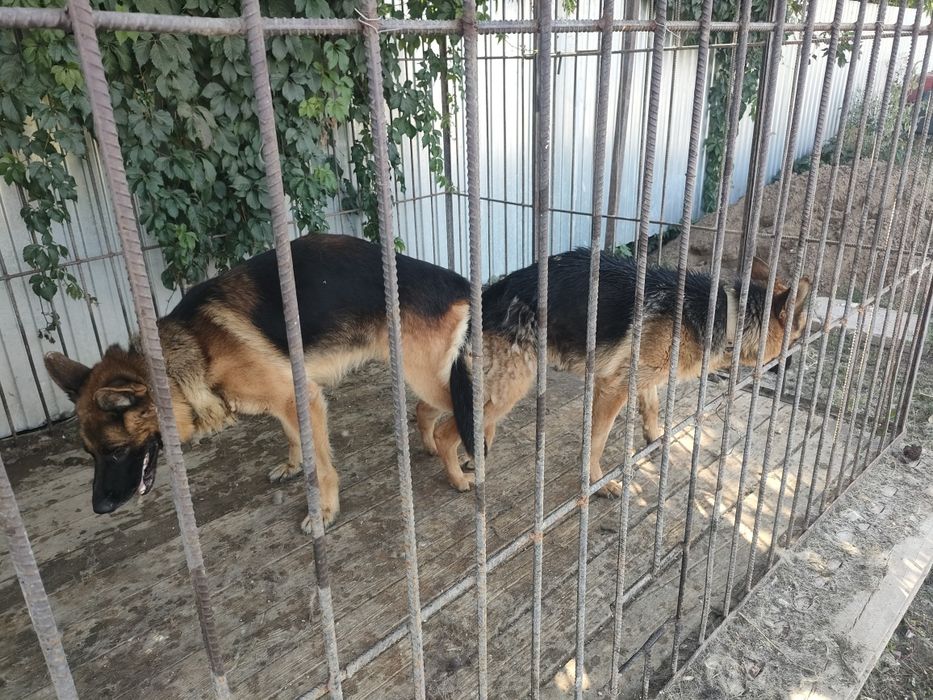 Продам щенков немецкой овчарки