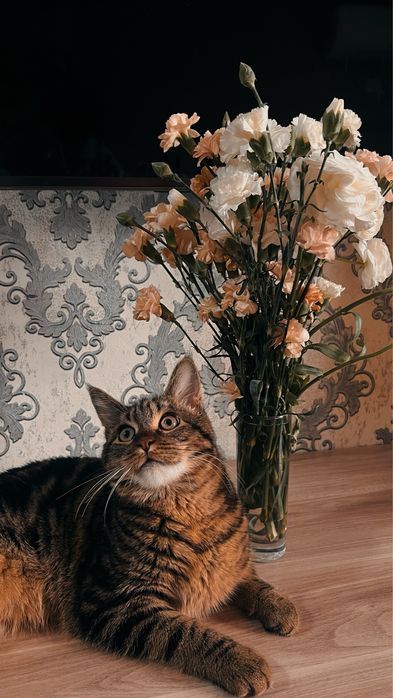 КОТ отдам в добрые руки