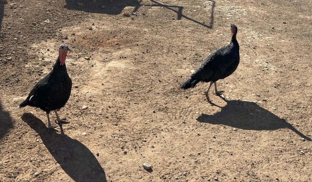 2 үндік сатылады