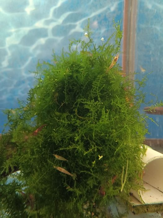 Мох яванский в аквариум