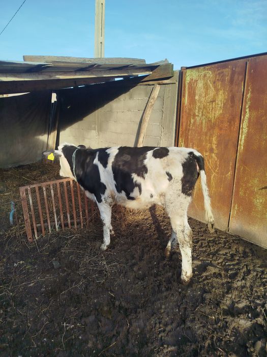 Vitei crescuți în gospodărie