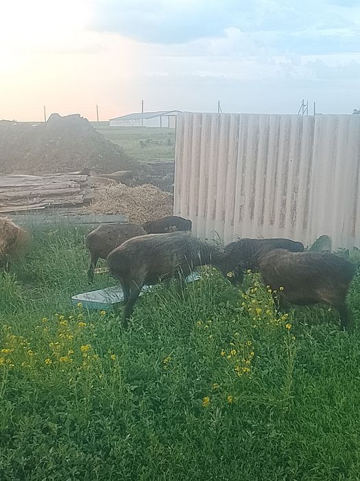 Продам молодых овец на развод