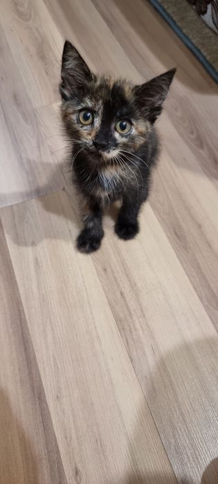 Красивые котята — это девочки.