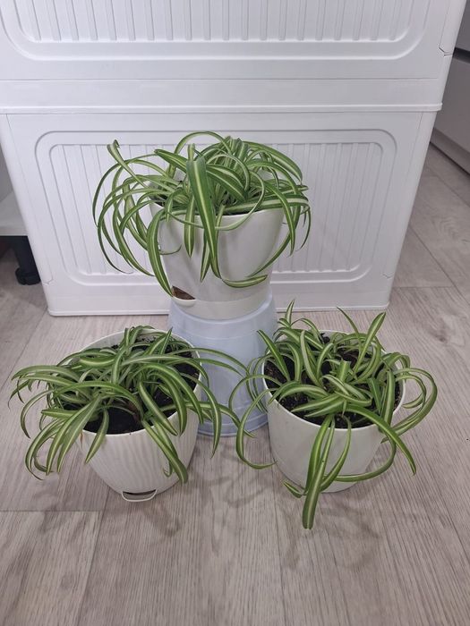 Хлорофитум Бонни