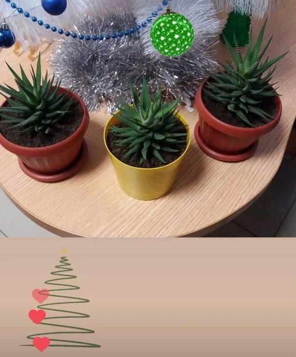 Продам цветы комнатные: звоните