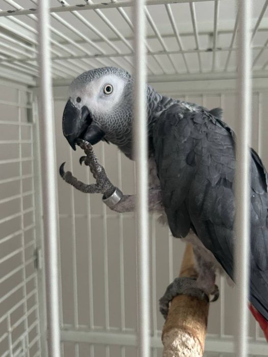 Попугай Жако (окольцованный)