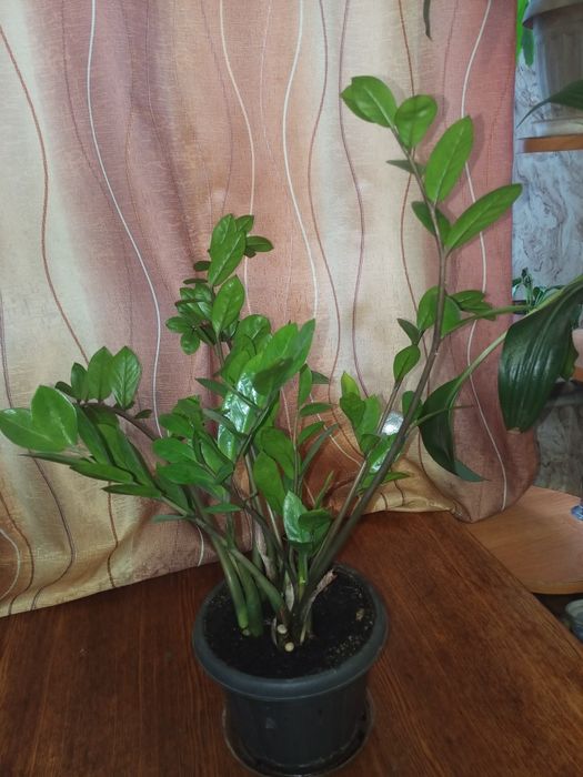 Продам  молодое долларовое дерево!