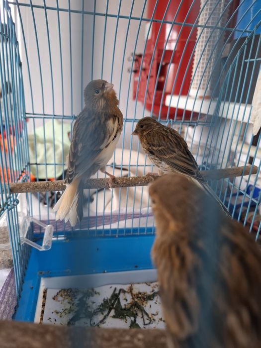 Canari de cantec tineri 2026