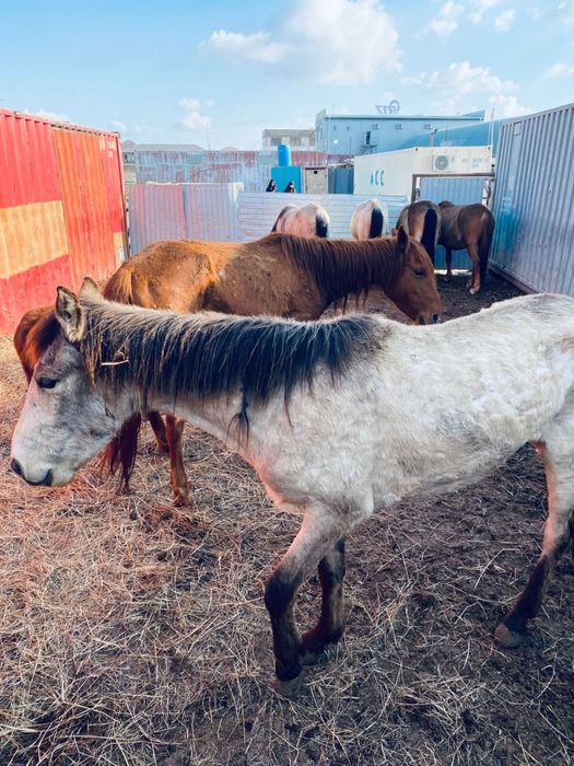 Бие сатылады хабарласамыз