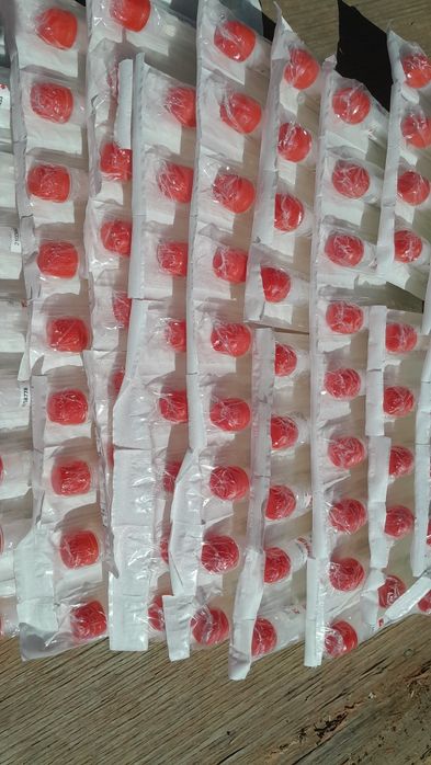 Ветеринарная пробирка