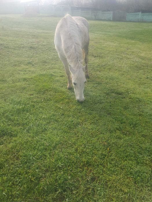 Vand iapa cuminte  , blanda