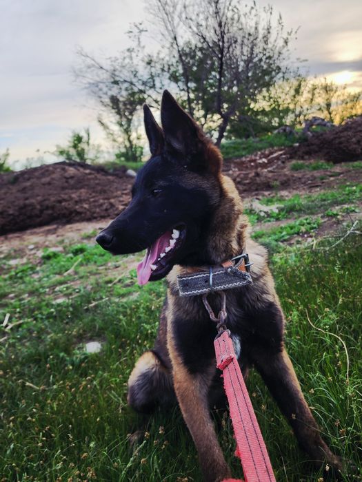 Белгиская окарачка