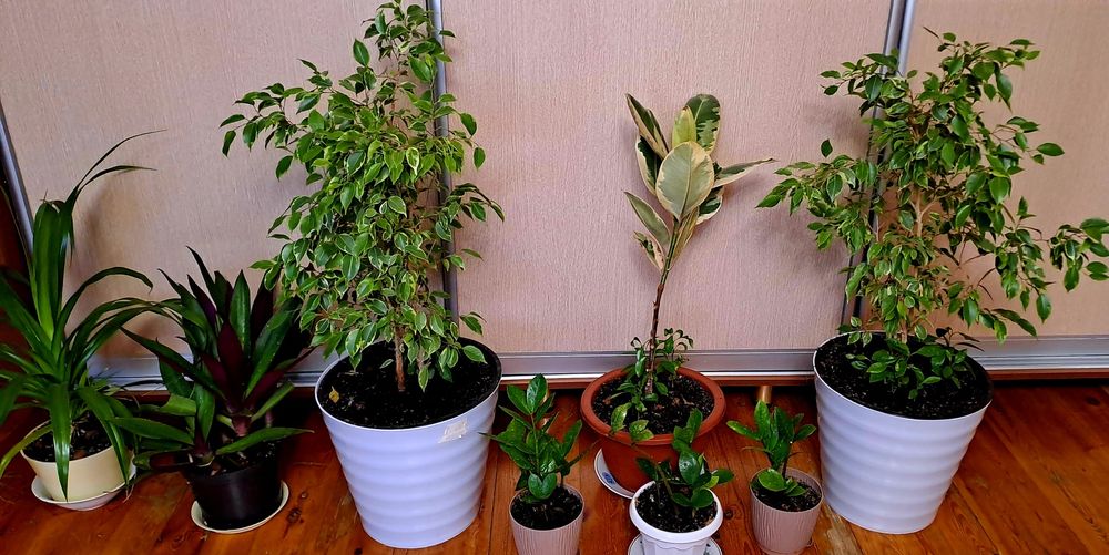 Продам комнатные цветы