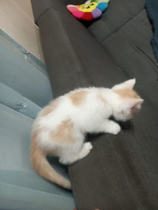 Отдам котенка в хорошие руки,