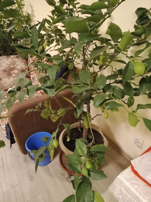 Lămâi roditori de 1,7 m