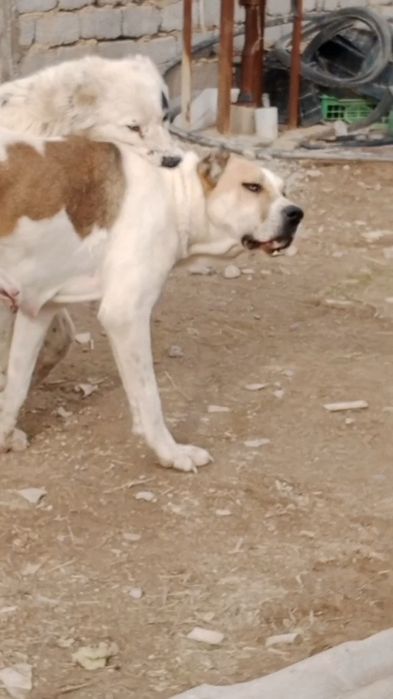 Кушик сатылады еркек