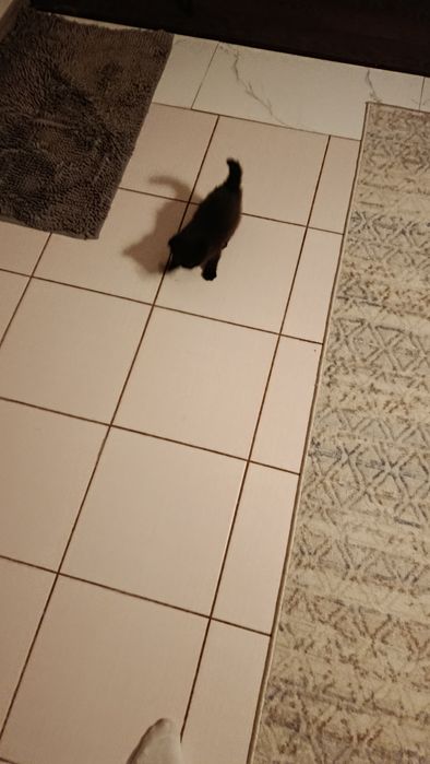Котята полубританцы 1 месяц