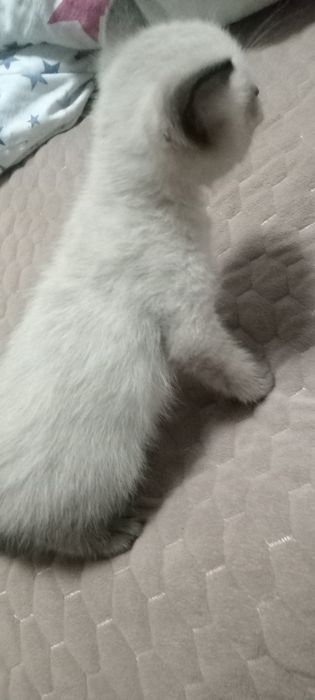 Отдам в хорошие руки