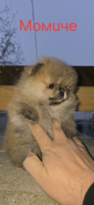 Померанчета на 2 месеца. БЕЗПЛАТНА ДОСТАВК!