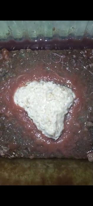 Аулофорс корм для рыб