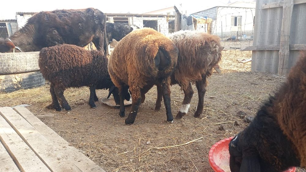 Қойлар бар семіз