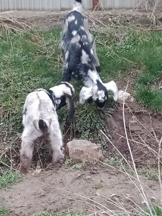 Продам козлят. Нубобиталы.