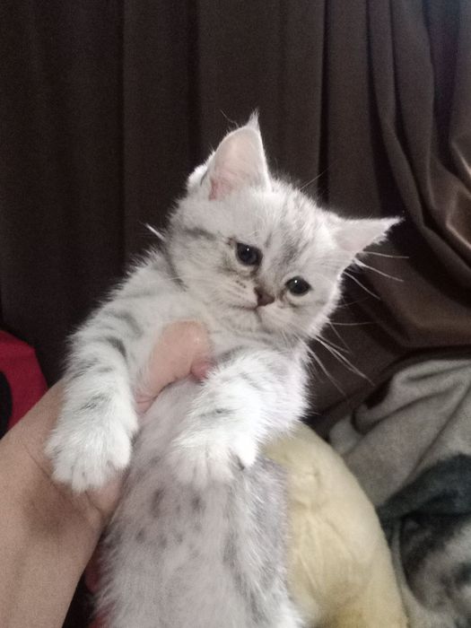 Продам котят шиншила британки.