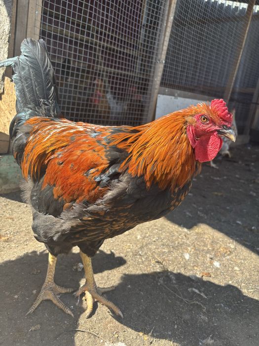 Продам петухов по 4000