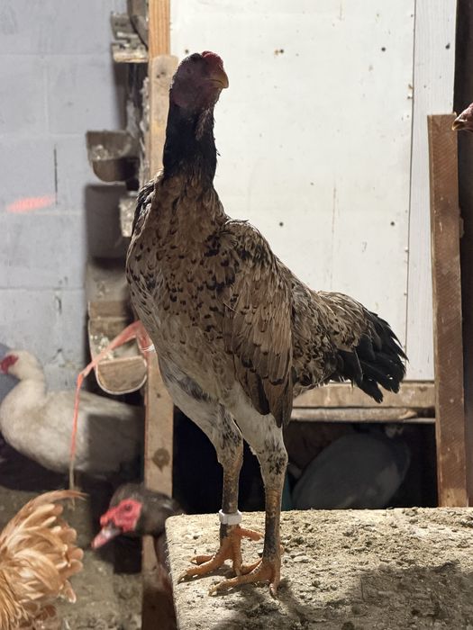 Бойцовые курочки шамо микс даканы куры