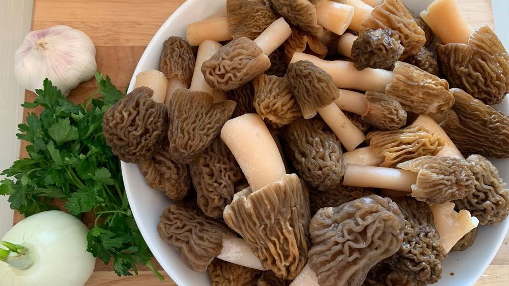 Грибы Свежие Сморчки Сморчок