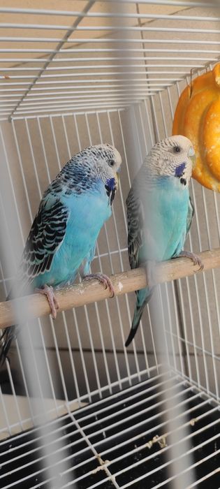 Продаётся пара волнистих попугаев Чехи