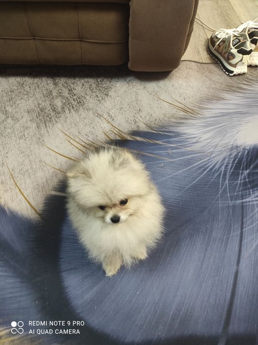 Померанский шпиц.Девочка