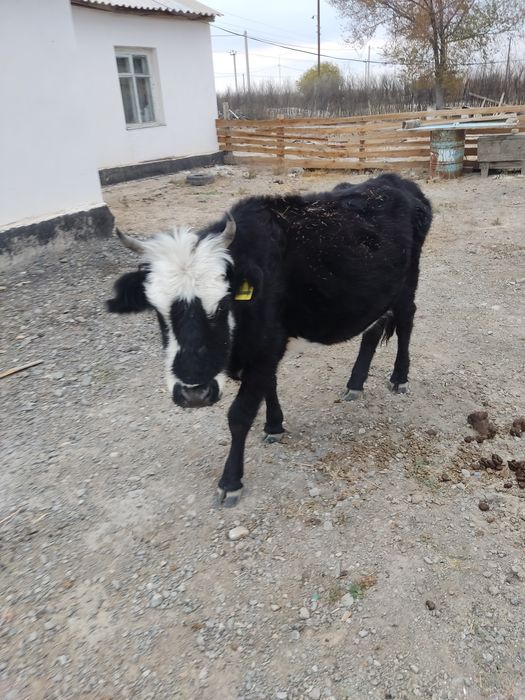 Қашар бар сатылымда