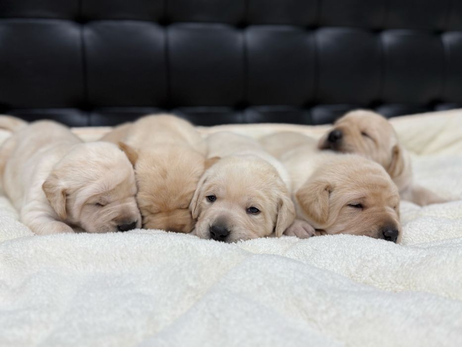 Чистокръвни Лабрадор Ретривар: