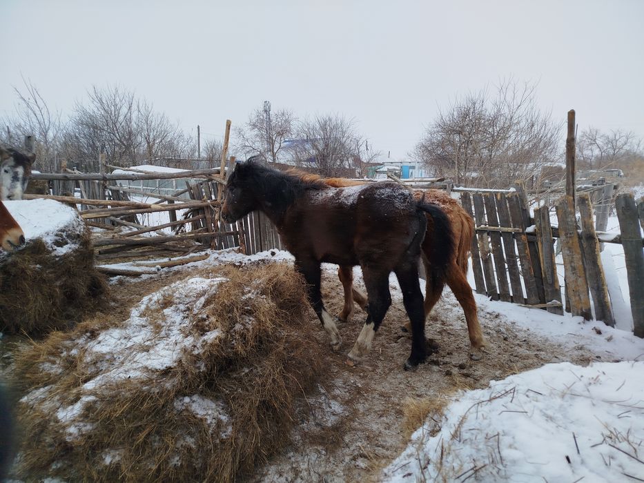 Продам жеребую кобылу и жеребят