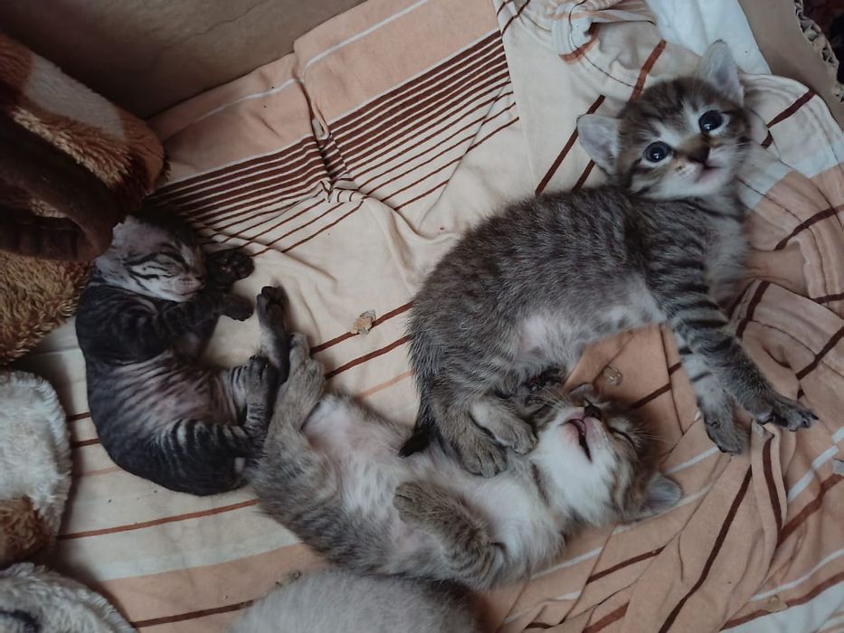 Донские котята сфинкс