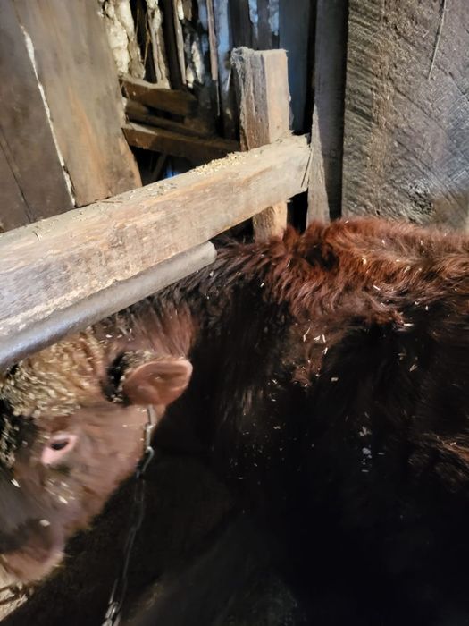 Продам годовалого быка