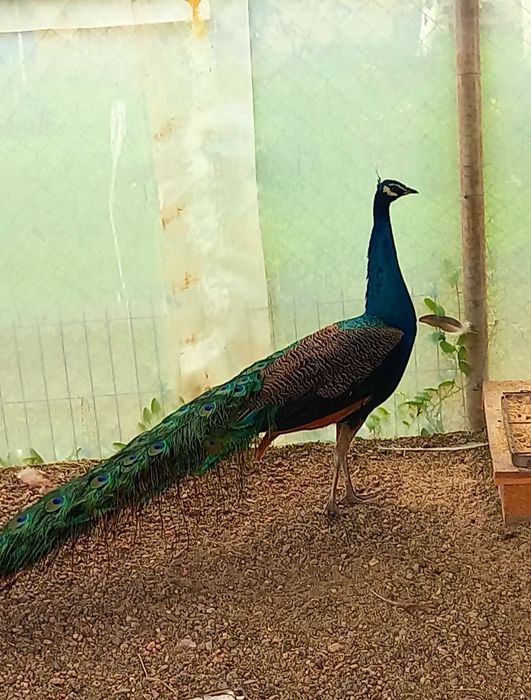 Mascul matur de paun Standard  !