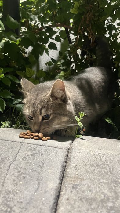 Кошечка в добрые руки