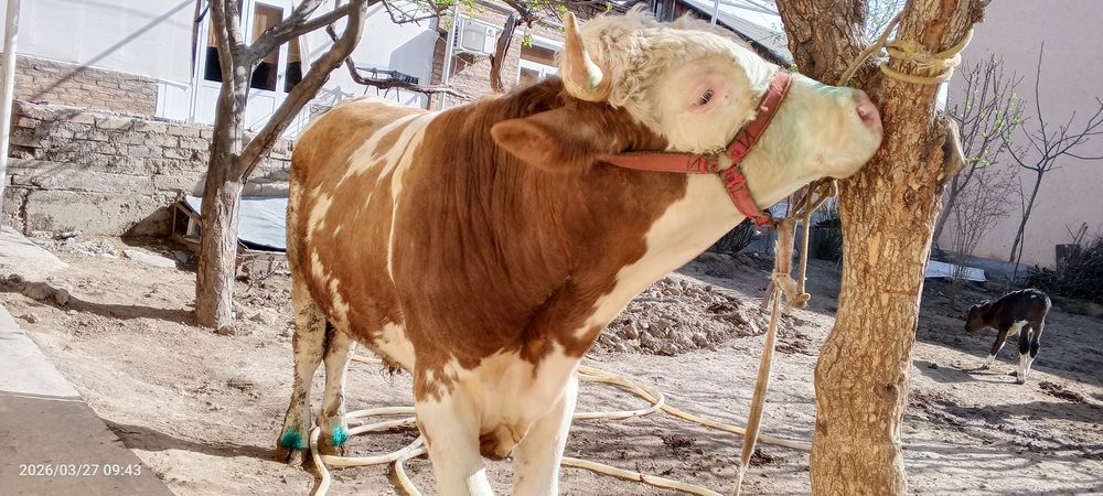 Smental hoʻkiz sotiladi