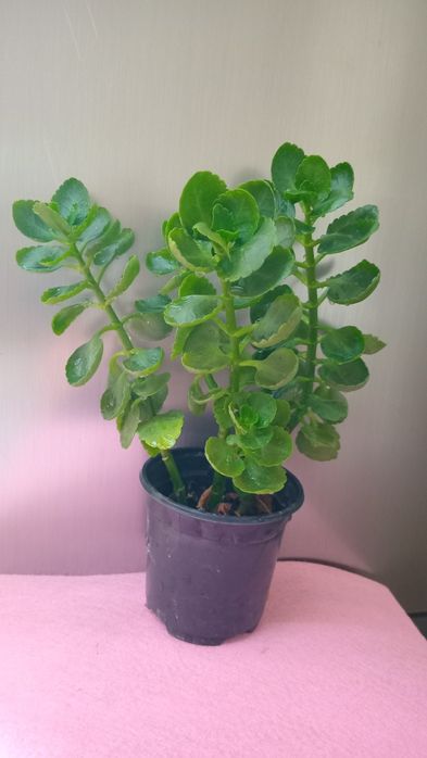 Комнатные цветы  продам.