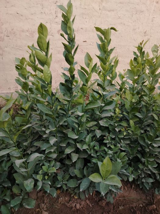 Limon apilsin mandarin kivi