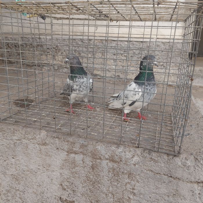 Пакистан 2самец 1самка лет игра гарантия