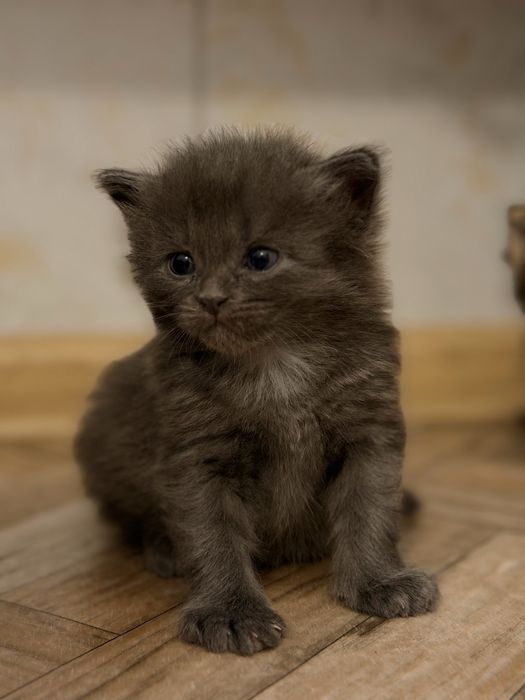 котенок мальчик в добрые руки