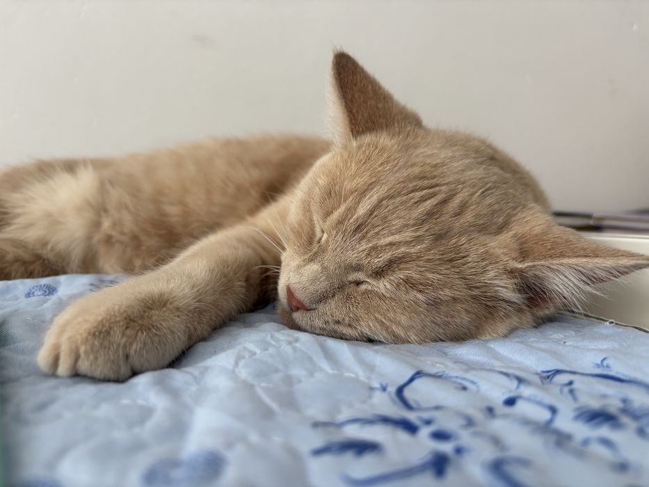 Отдам кота кастрированный