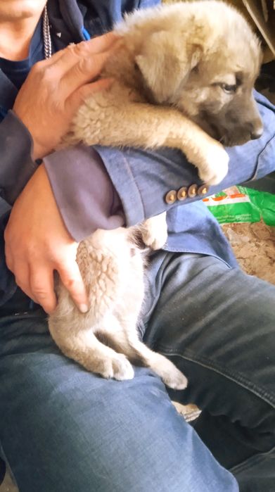 Отдам щенков в хорошие руки