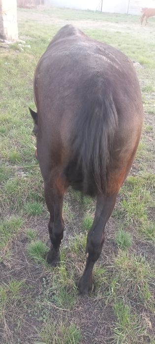 Айгыр 4 жасар продам