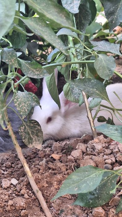 Quyon sotiladi zotdor quyon katta bb ketadi