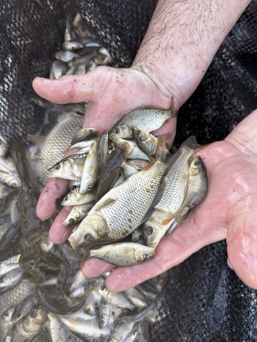 Малёк Сазан Карп Амур