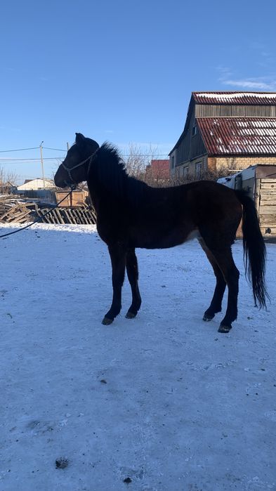 Полукровка құнан сатылады